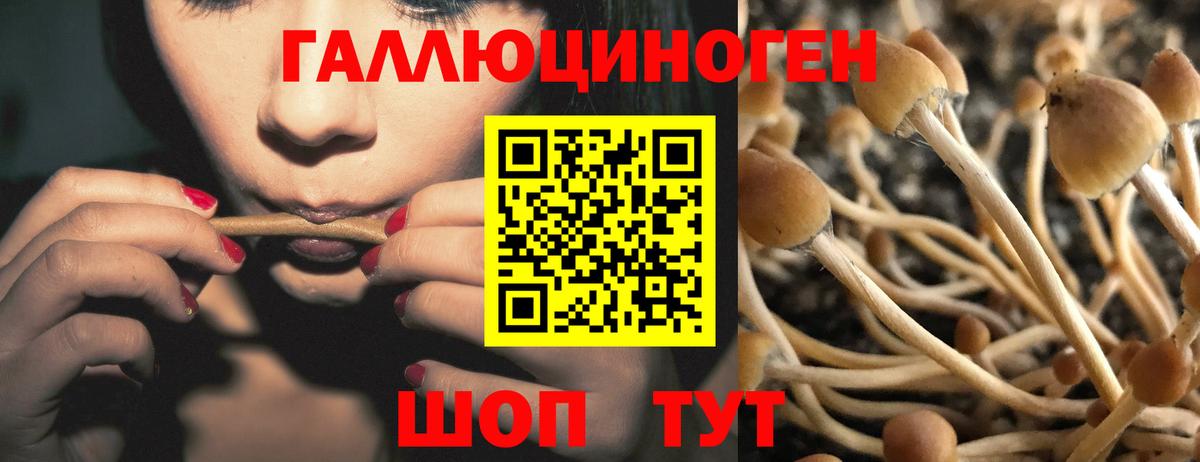 Псилоцибиновые грибы Psilocybine cubensis Сарапул